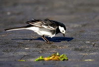 The Scruffy Wagtail (Hollywood)