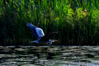 The Grey Heron (Rossmore)