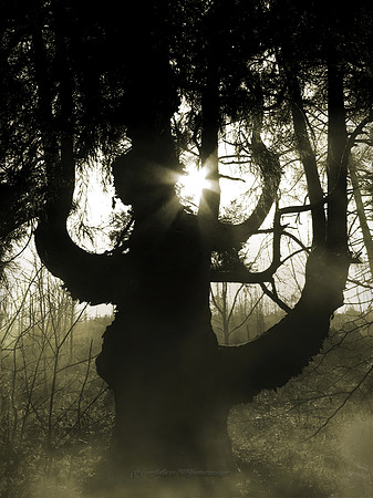 The Mist (ic) Tree (Rossmore)