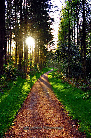 The Path Home (Rossmore)