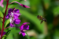 Nectar Ahead (Rossmore)
