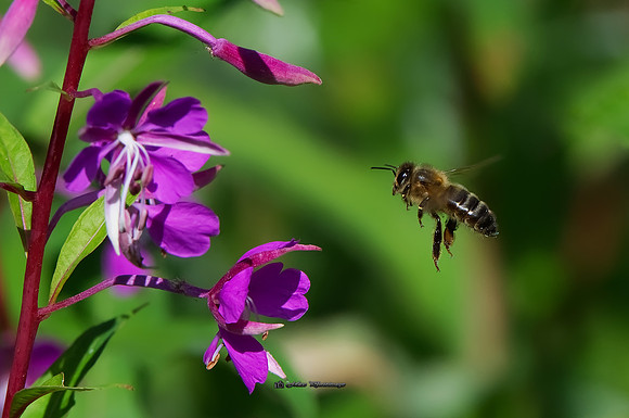 Nectar Ahead (Rossmore)