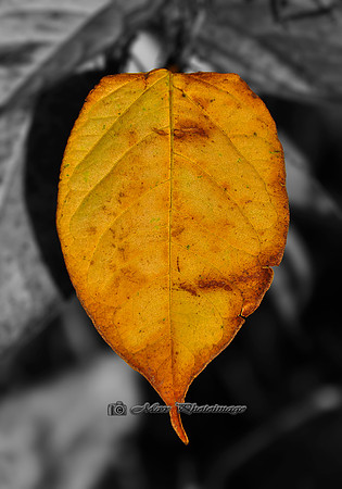 The Yellow Leaf (Cavan)