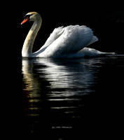 Birds & Wildlife - (Click to See)