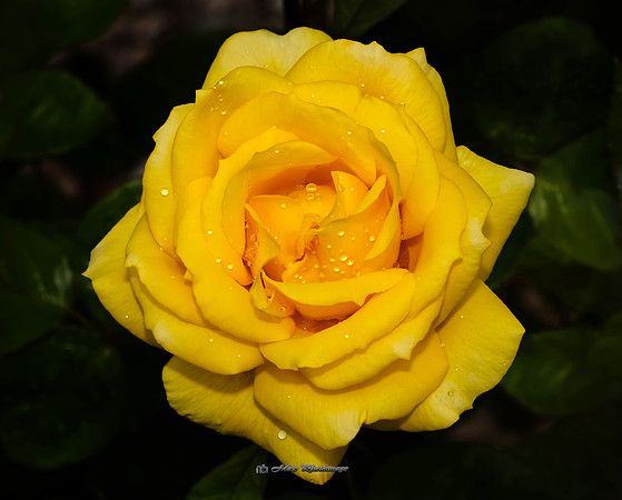 The Yellow Rose (Garden))