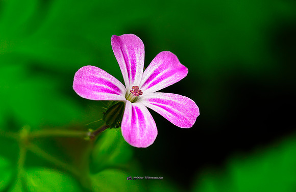 Little Pink (Rossmore)