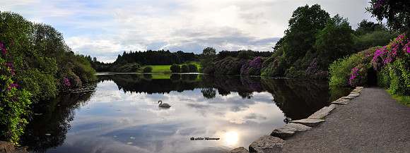Rhododendrons and Castle Lake (Rossmore)