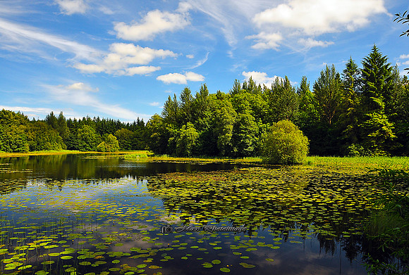 Priestfield Summer (Rossmore)