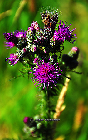 The Thistle (Rossmore)