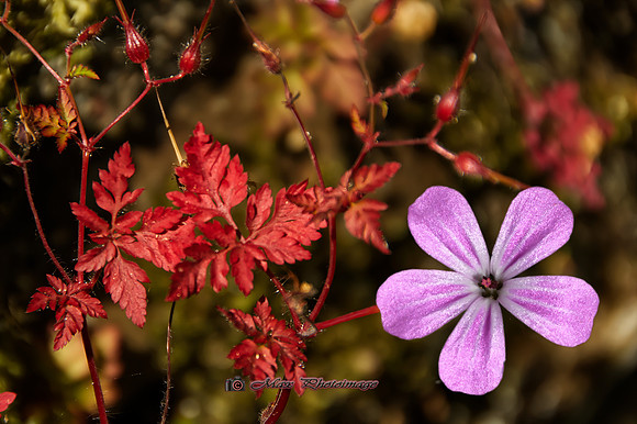 Pink in Red (Rossmore)