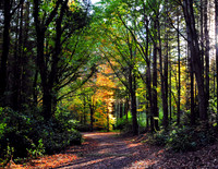 The Autumn Forest (Rossmore)