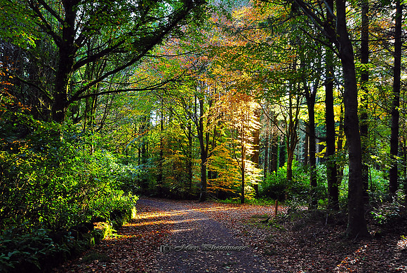 The Autumn Forest II (Rossmore)
