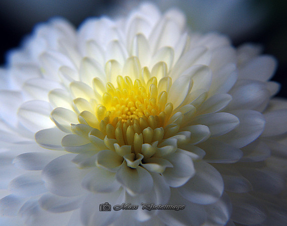 Soft White Flower (New York)