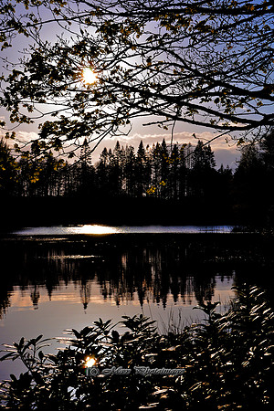 Sunset Silhouette (Rossmore)
