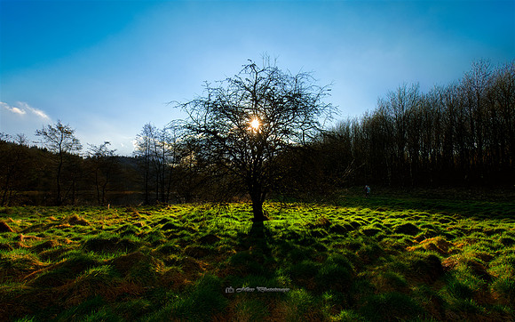 The Little Tree (Rossmore)