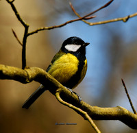 A Great Tit (Rossmore)