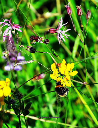 The Flowers & the Bee (Rossmore)