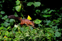 Looking for Nuts (Rossmore)