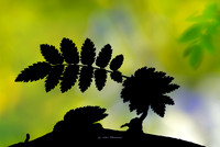 Sunlight and Shade (Rossmore)