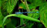 The Blue Dragon (Rossmore)