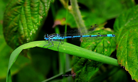 The Blue Dragon (Rossmore)