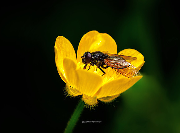 The Buttercup & the Fly (Rossmore)