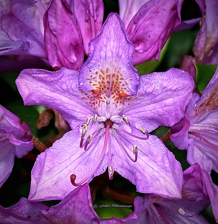 Rhododendron (Rossmore)