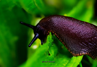The Slug (Rossmore)