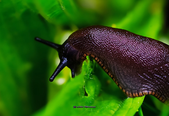 The Slug (Rossmore)