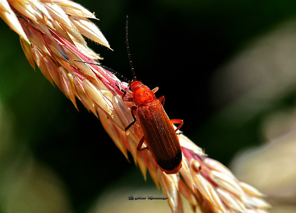A Bug in the System (Garden)