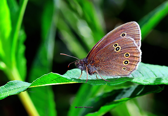 The Butterfly and the Bug (Rossmore)
