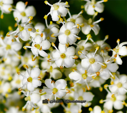 Spot the Happy Flower (Rossmore)