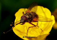 Close Up & Macro - (Click to See)