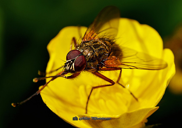 The Fly (Rossmore)