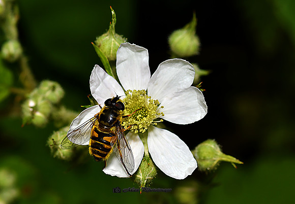 The Bee at Work (Rossmore)