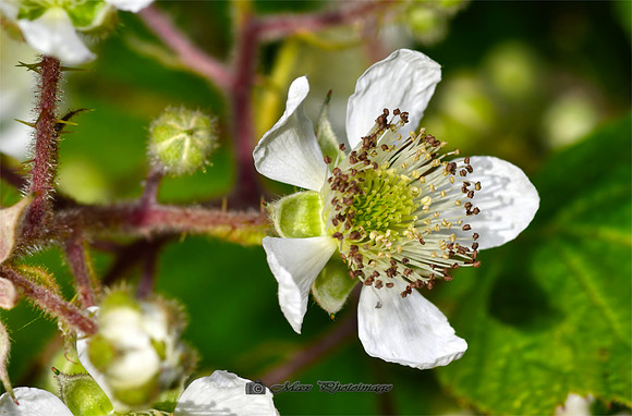 Just Another Flower (Rossmore)