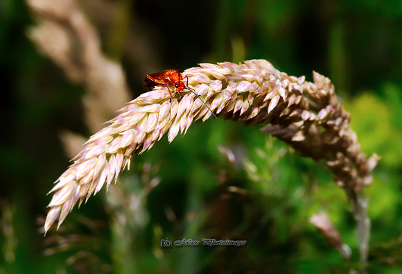 The Insect and the Grass (Garden)