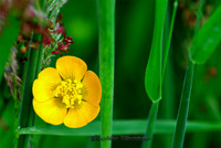 Buttercup on Grass (Monaghan)