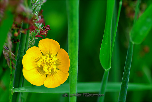 Buttercup on Grass (Monaghan)