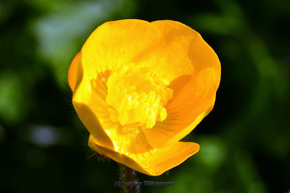 Buttercup at Sunset (Monaghan)