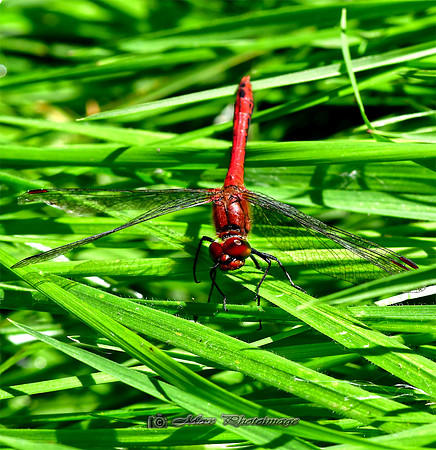 The Red Dragon (Rossmore)