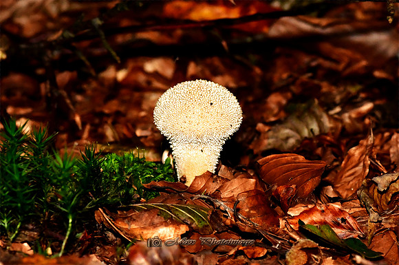 The Odd Mushroom (Rossmore)