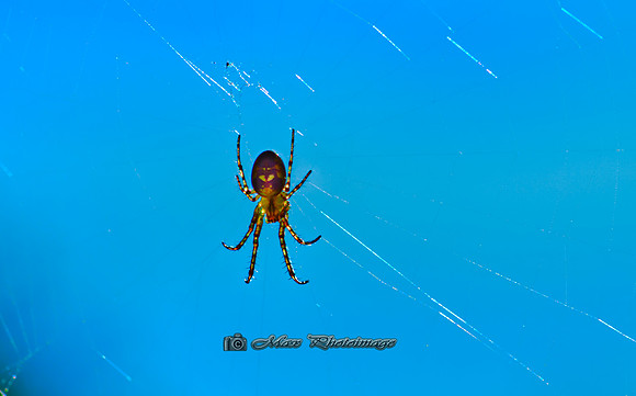 The Translucent Spider (Rossmore)