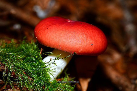 The Little Red One (Rossmore)