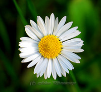 Flowers - (Click to See)