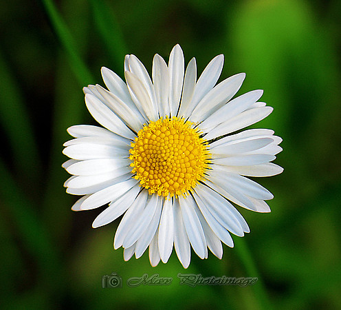 La Petite Fleur Blanche (Rossmore)
