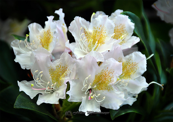 Natures Bouquet II (Rossmore)