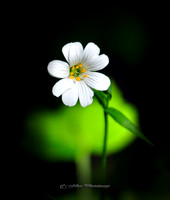 Petite Flower (Rossmore)