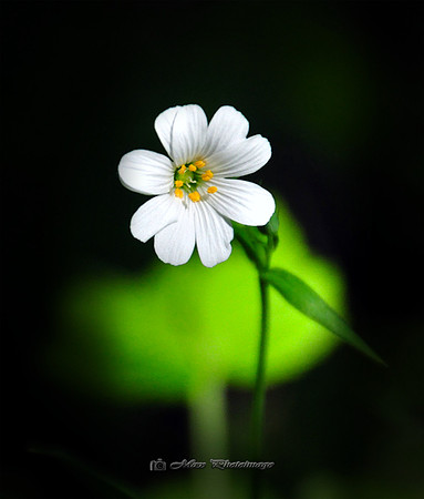 Petite Flower (Rossmore)