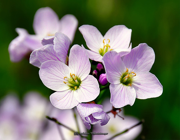 Flowers in May (Rossmore)